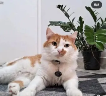 Gato raça Angorá idade 4 anos nome MAX