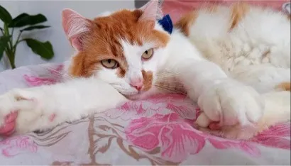 Gato raça Angorá idade 4 anos nome MAX