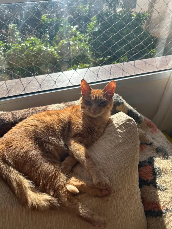 Gato raça SRD-ViraLata idade 3 anos nome Rodrigo