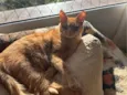 Rodrigo