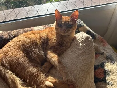 Gato raça SRD-ViraLata idade 3 anos nome Rodrigo