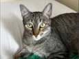 Maia