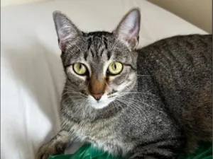 Gato raça SRD-ViraLata idade 4 anos nome Maia