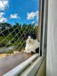 Jonas