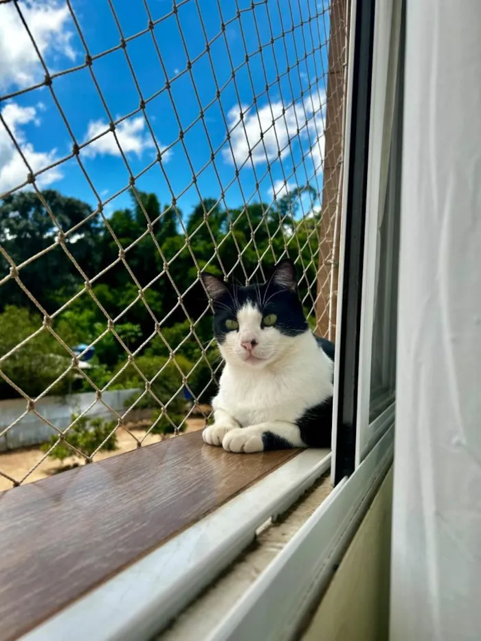 Gato raça SRD-ViraLata idade 6 ou mais anos nome Jonas