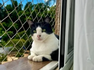 Gato raça SRD-ViraLata idade 6 ou mais anos nome Jonas