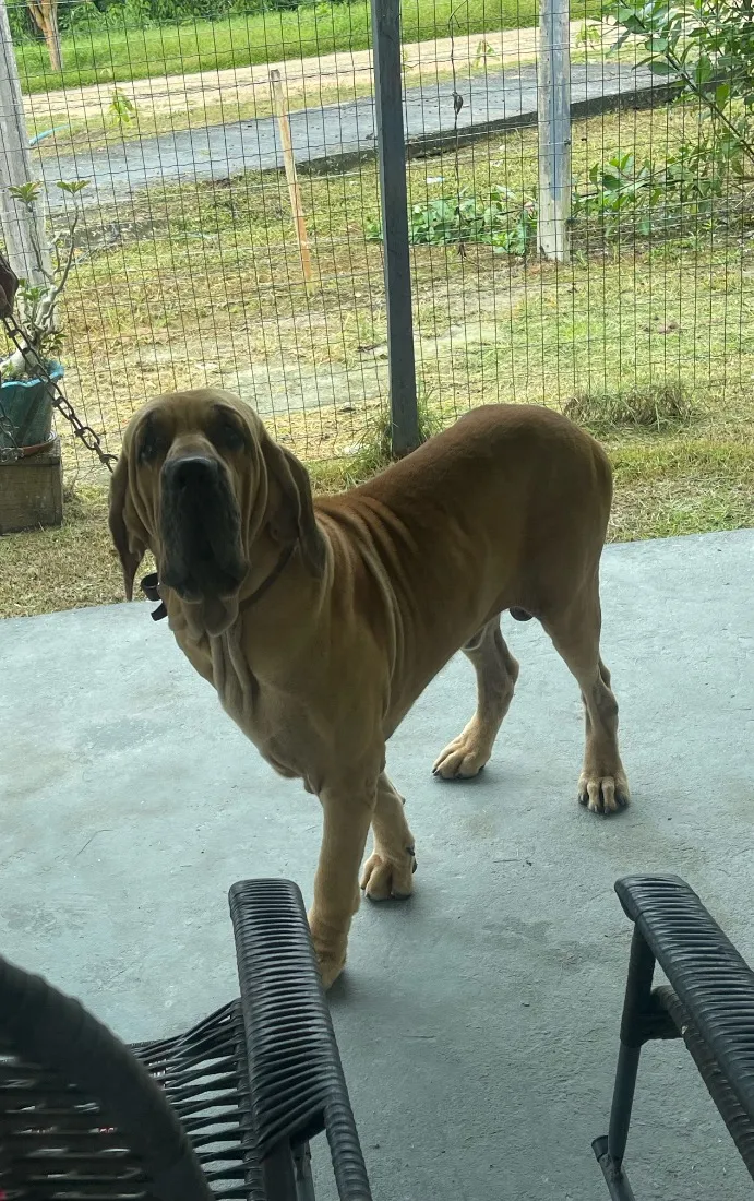 Cachorro raça Fila idade 2 a 6 meses nome Zeus