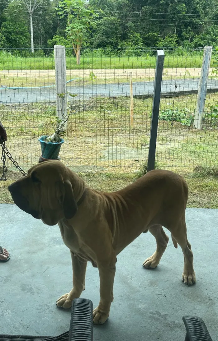 Cachorro raça Fila idade 2 a 6 meses nome Zeus