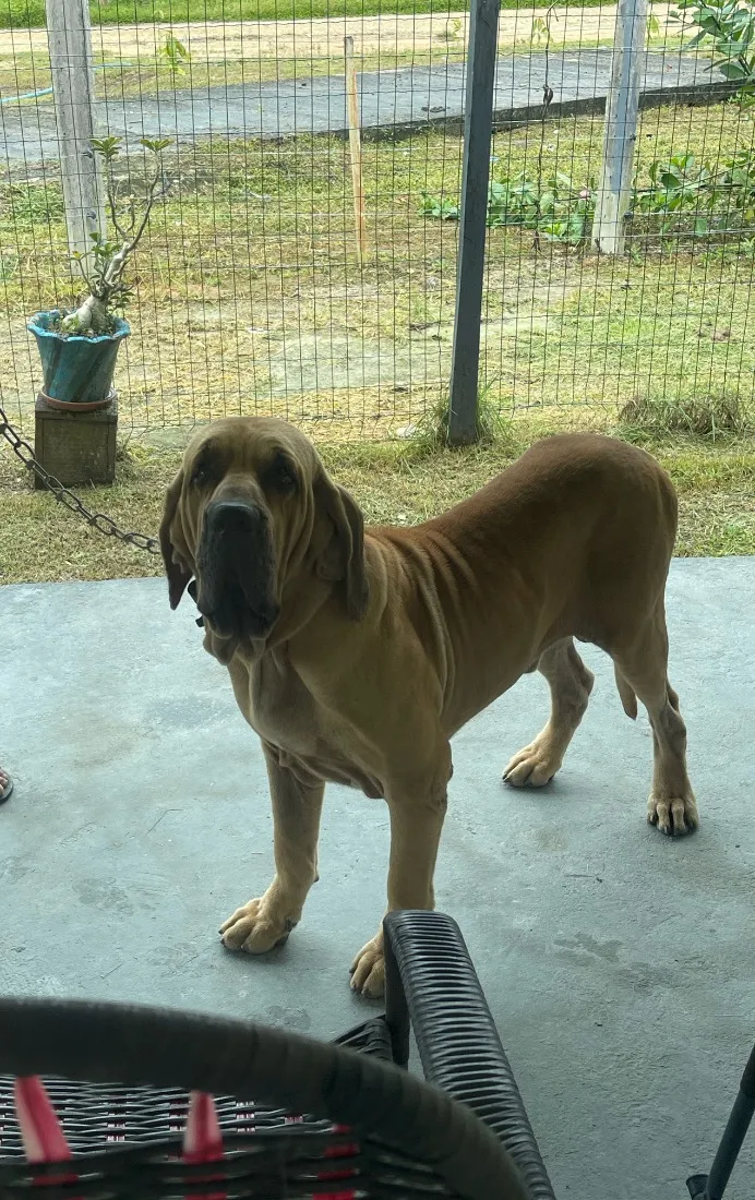 Cachorro raça Fila idade 2 a 6 meses nome Zeus