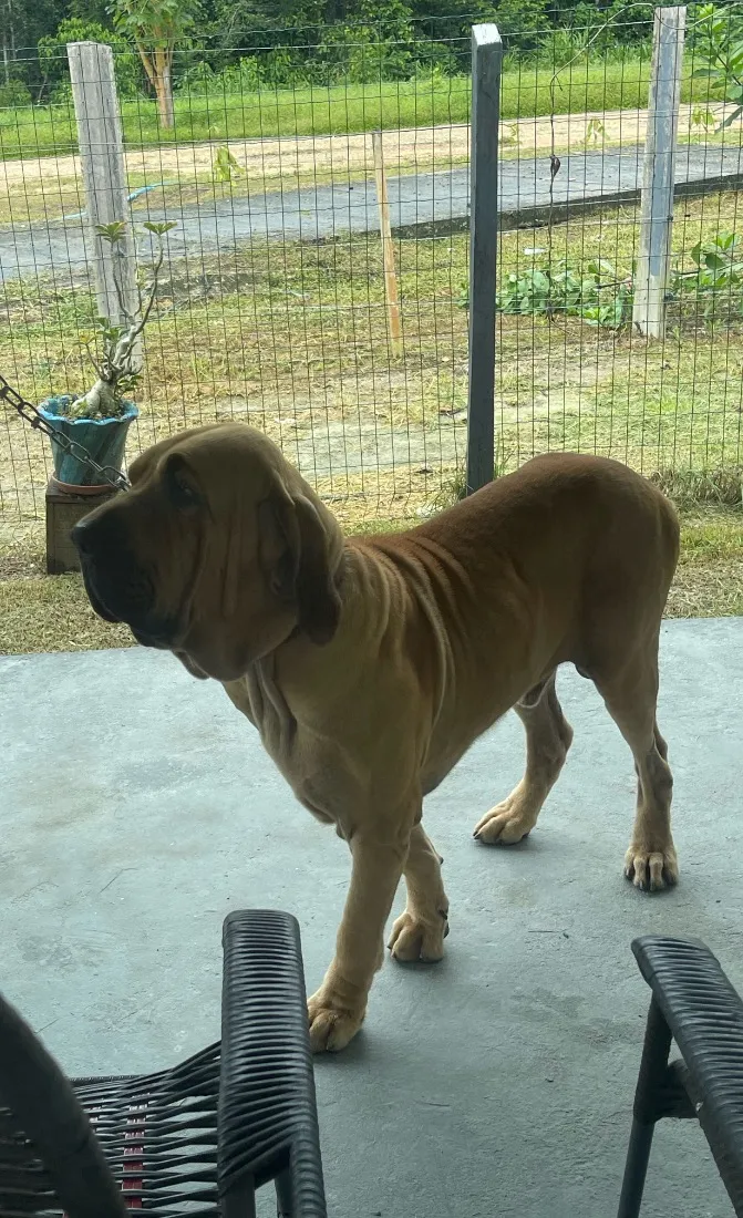 Cachorro raça Fila idade 2 a 6 meses nome Zeus