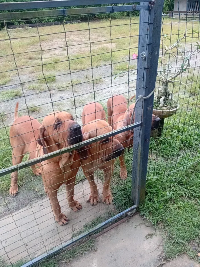 Cachorro raça Fila idade 2 a 6 meses nome Zeus
