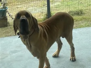 Cachorro raça Fila idade 2 a 6 meses nome Zeus
