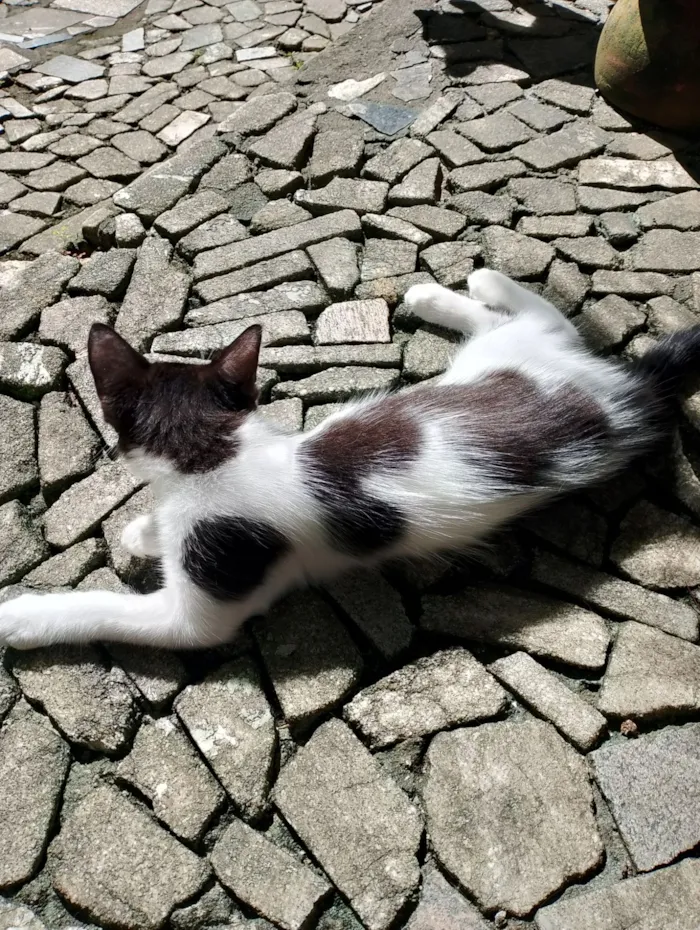 Gato raça SRD idade 2 a 6 meses nome Mimosa