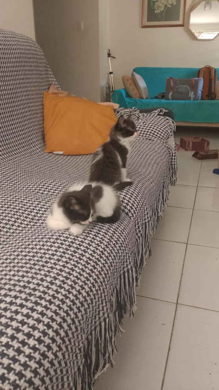 Gato raça SRD idade 2 a 6 meses nome Mimosa