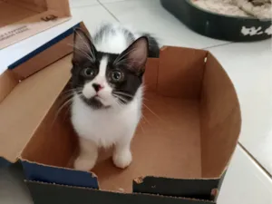Gato raça SRD idade 2 a 6 meses nome Mimosa