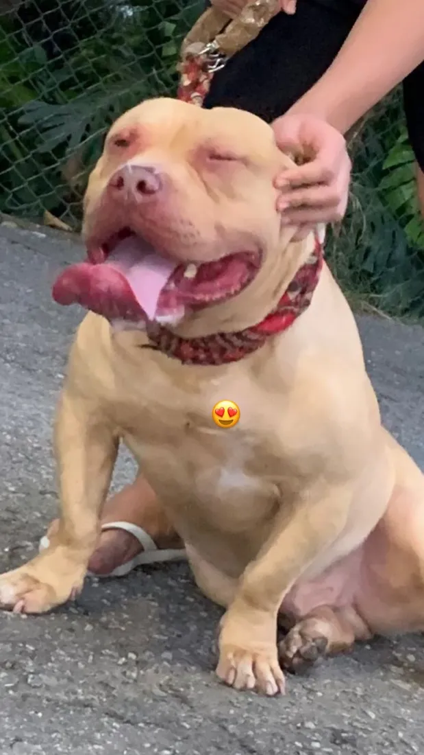 Cachorro raça Pit-Bull idade 4 anos nome Thor 