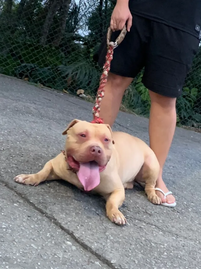 Cachorro raça Pit-Bull idade 4 anos nome Thor 