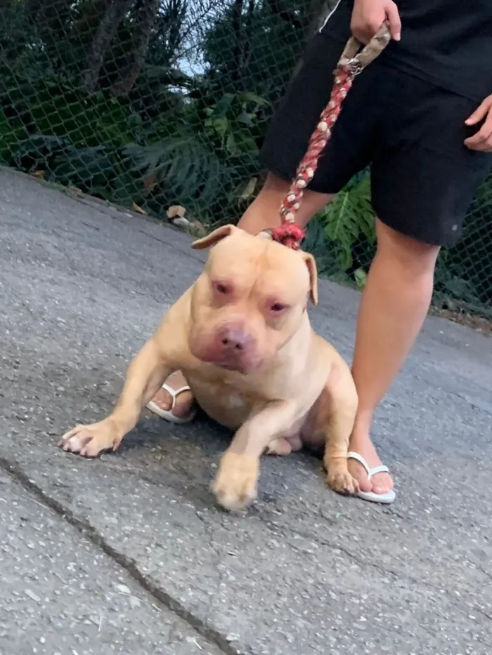 Cachorro raça Pit-Bull idade 4 anos nome Thor 