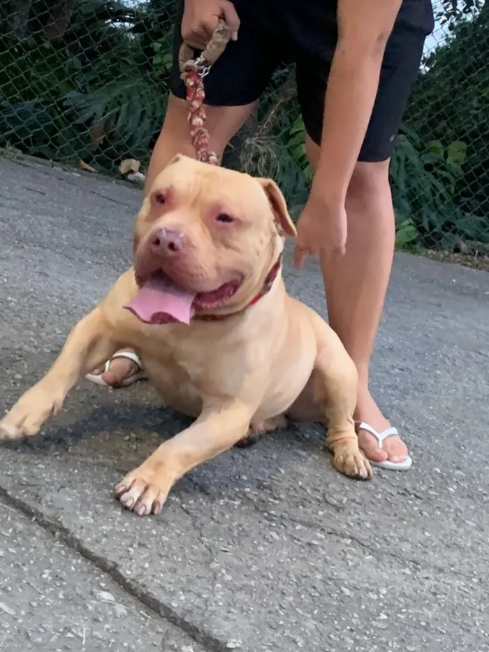 Cachorro raça Pit-Bull idade 4 anos nome Thor 