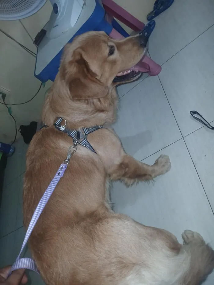Cachorro raça SRD-ViraLata idade 1 ano nome Taylor