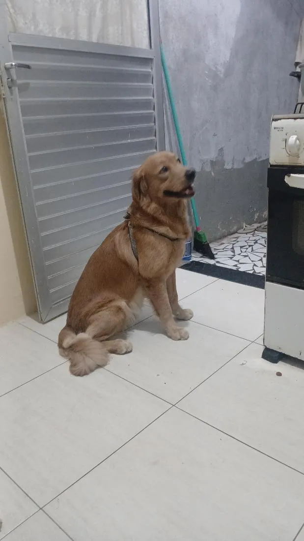 Cachorro raça SRD-ViraLata idade 1 ano nome Taylor