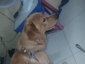 Cachorro raça SRD-ViraLata idade 1 ano nome Taylor