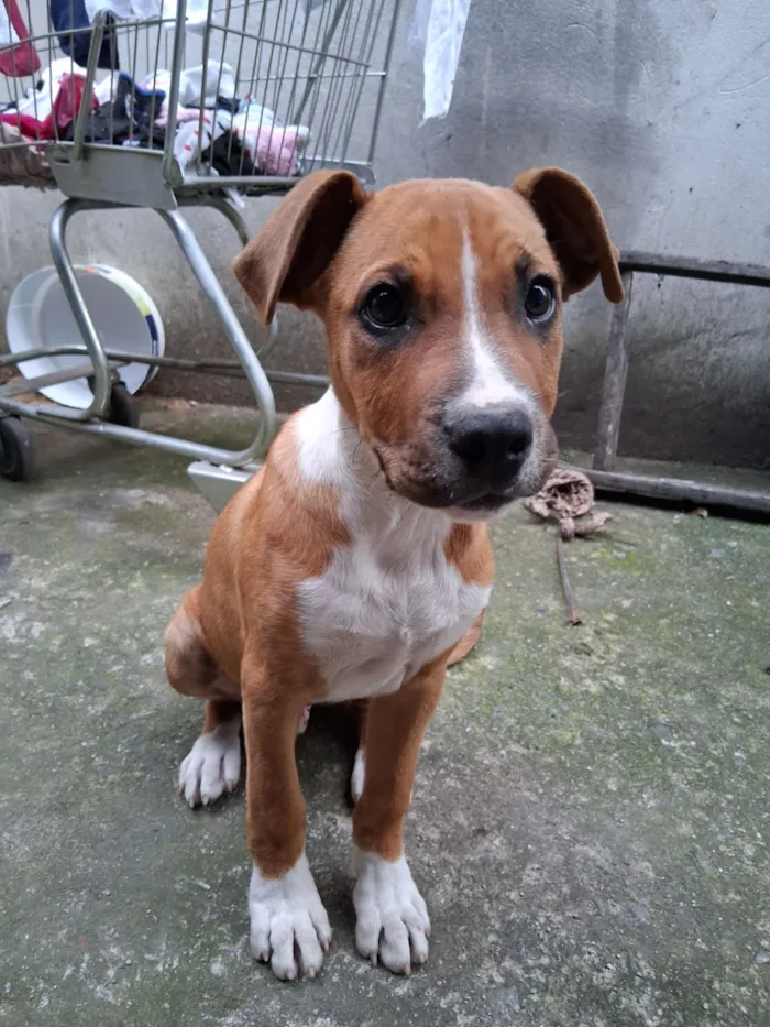 Cachorro raça Boxer idade 2 a 6 meses nome Bob