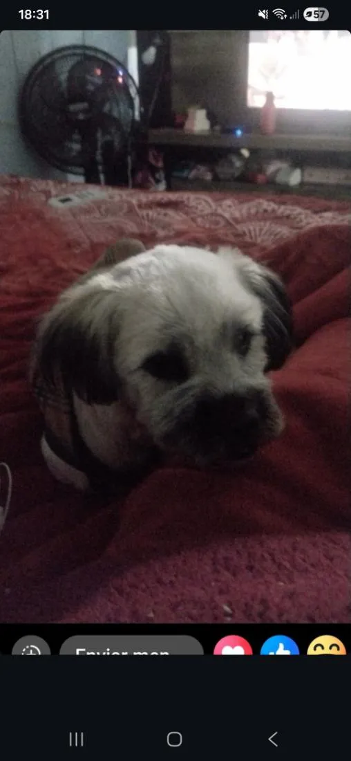 Cachorro raça Shitzu idade 7 a 11 meses nome zig