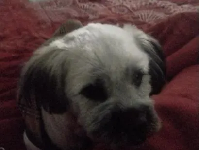 Cachorro raça Shitzu idade 7 a 11 meses nome zig