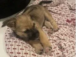 Cachorro raça SRD-ViraLata idade 2 a 6 meses nome Sem nome