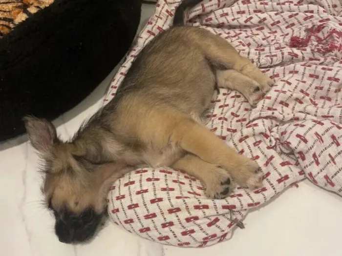 Cachorro raça SRD-ViraLata idade 2 a 6 meses nome Sem nome