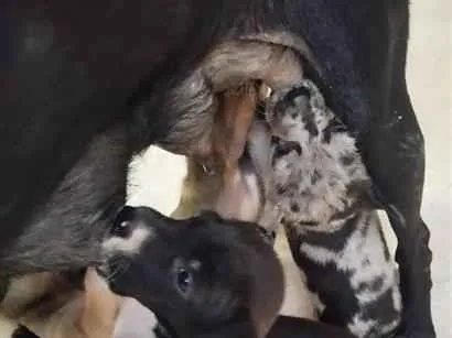 Cachorro raça SRD-ViraLata idade 2 a 6 meses nome Filhotes 