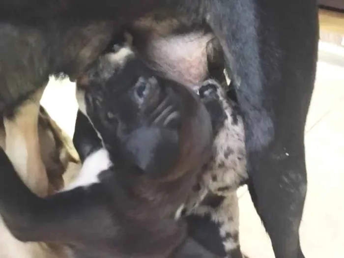 Cachorro raça SRD-ViraLata idade 2 a 6 meses nome Filhotes 