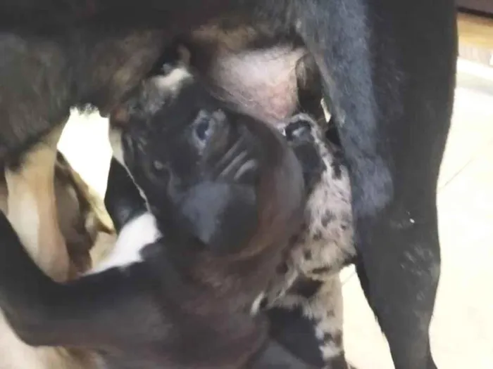 Cachorro raça SRD-ViraLata idade 2 a 6 meses nome Filhotes 