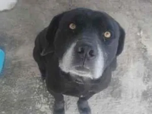 Cachorro raça SRD-ViraLata idade 4 anos nome Braddock