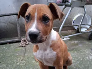 Cachorro raça Boxer idade 2 a 6 meses nome Bob