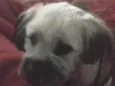 zig