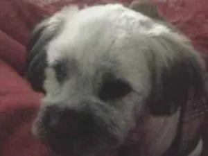 Cachorro raça Shitzu idade 7 a 11 meses nome zig