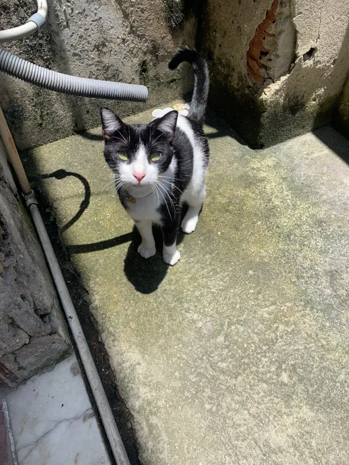 Gato raça SRD-ViraLata idade 1 ano nome Frajola