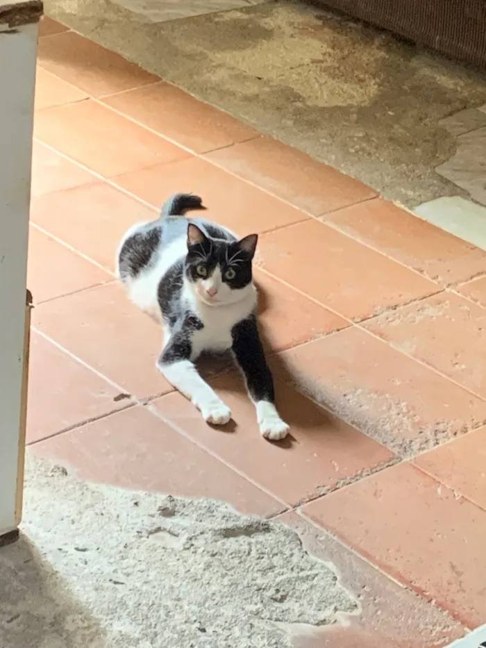 Gato raça SRD-ViraLata idade 1 ano nome Frajola