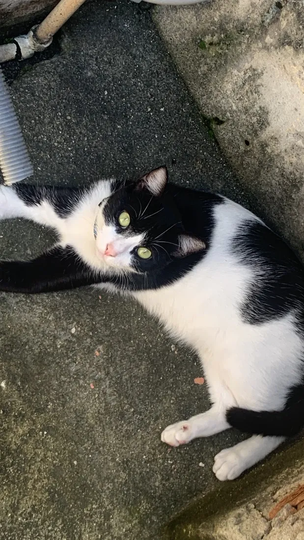 Gato raça SRD-ViraLata idade 1 ano nome Frajola