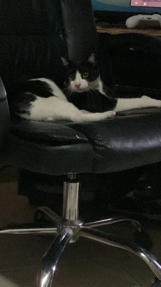 Gato raça SRD-ViraLata idade 1 ano nome Frajola