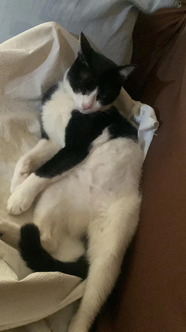 Gato raça SRD-ViraLata idade 1 ano nome Frajola