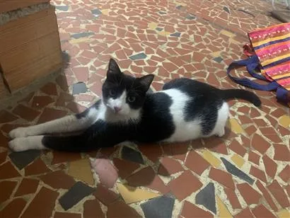 Gato raça SRD-ViraLata idade 1 ano nome Frajola