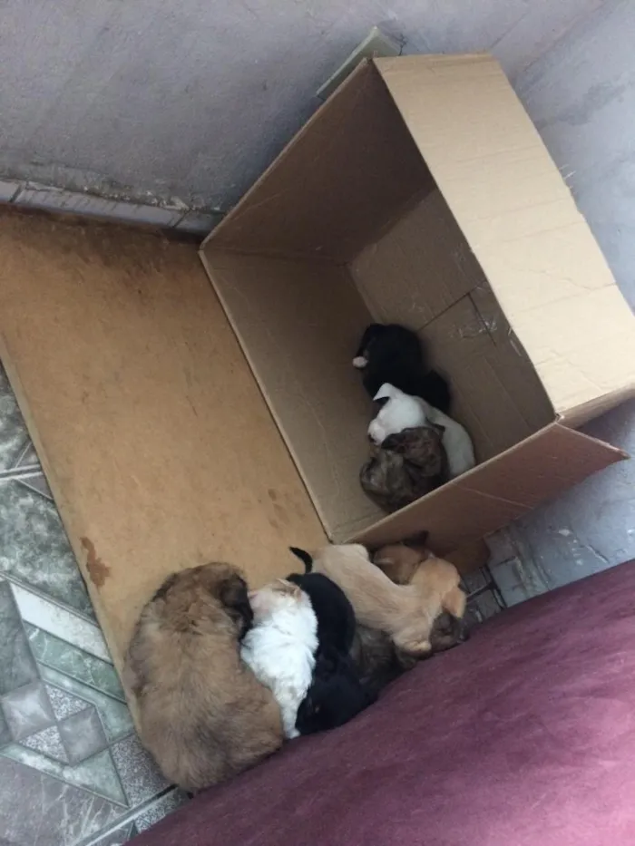Cachorro raça SRD-ViraLata idade Abaixo de 2 meses nome Filhotes