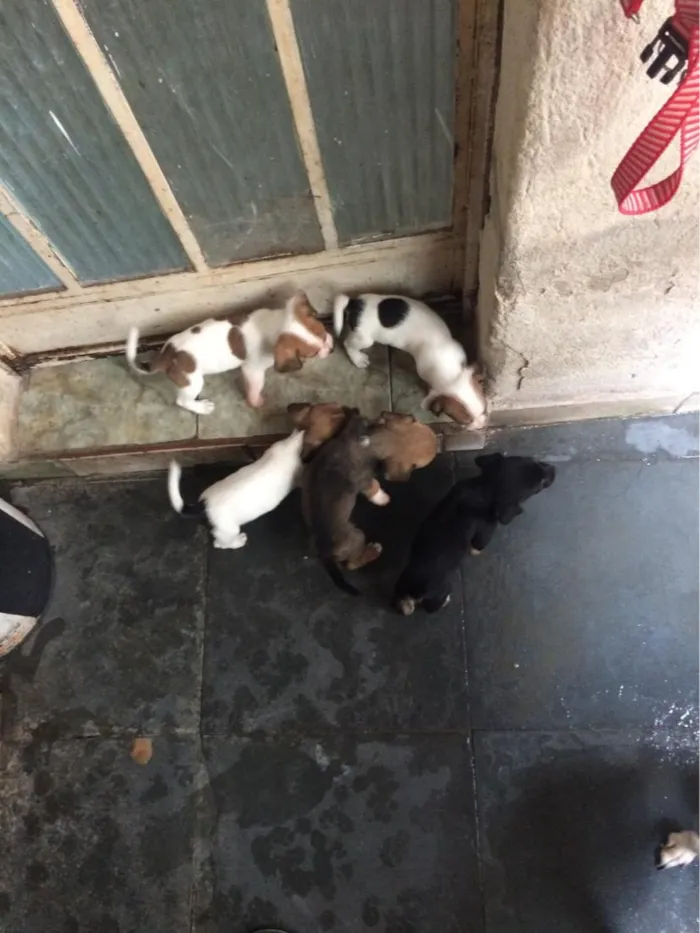 Cachorro raça SRD-ViraLata idade Abaixo de 2 meses nome Filhotes