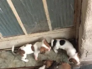 Cachorro raça SRD-ViraLata idade Abaixo de 2 meses nome Filhotes