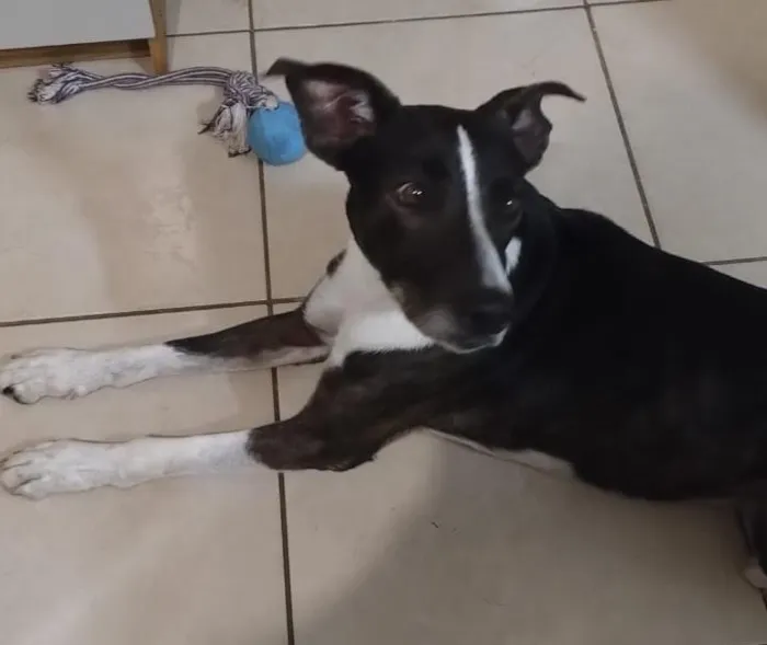 Cachorro raça SRD-ViraLata idade 2 anos nome Chico