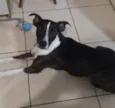 Chico