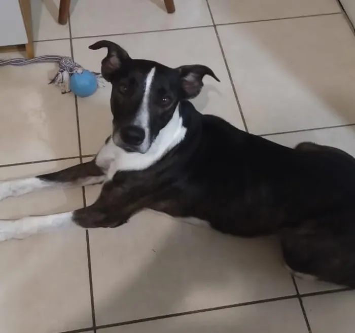 Cachorro raça SRD-ViraLata idade 2 anos nome Chico
